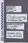 Etikette zu Phedomenus (Domenephus) sicardi (NHMW-ZOO-COL-0010764)